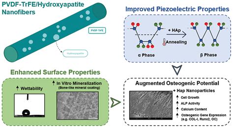 Osteoinductive Hydroxyapatite: Tái tạo Xương và Vật Liệu Hỗ Trợ Cấu trúc Cho Tương Lai Y Khoa!