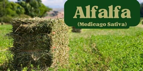 Alfalfa: Khám phá Vàng Xanh của Lĩnh vực Chăn Nuôi và Bón Phân!