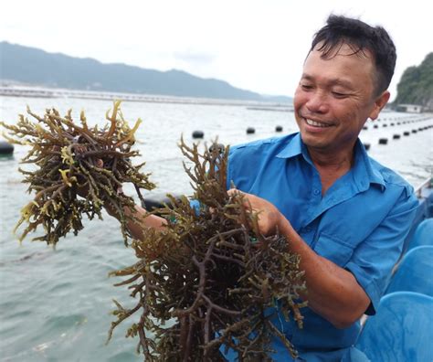  Rong Biển: Nguồn Vật Liệu Thường Duyên Tạo Ra Những Sản Phẩm Cao Cấp!